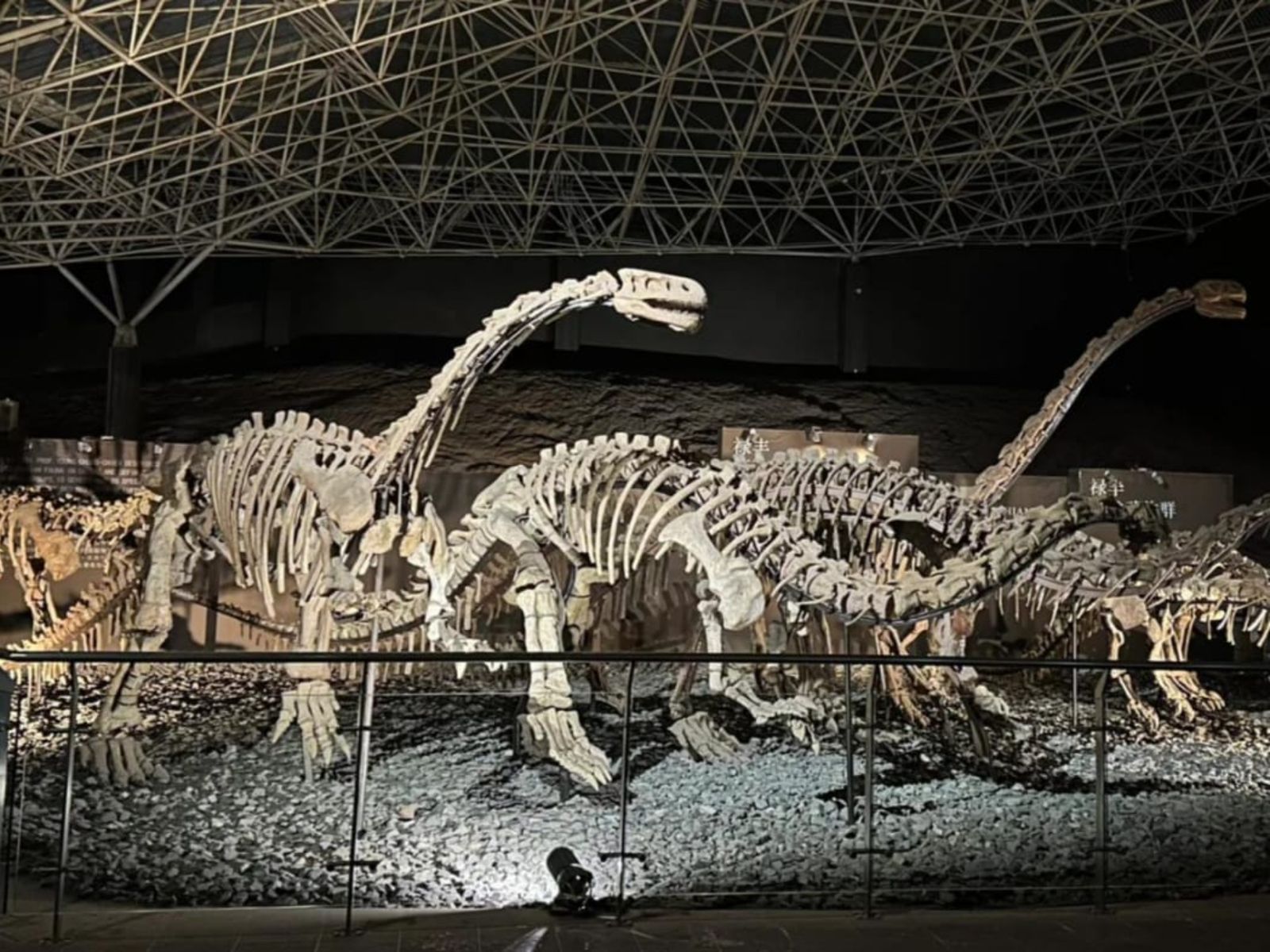 Скелеты динозавров