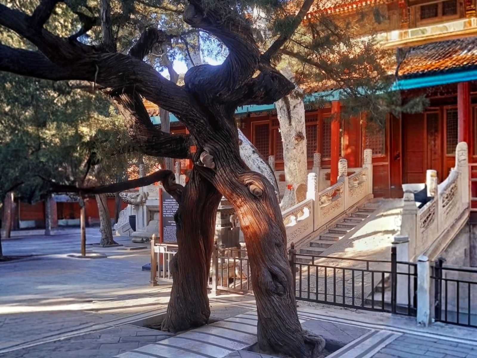 Кипарису вечной любви лет четыреста