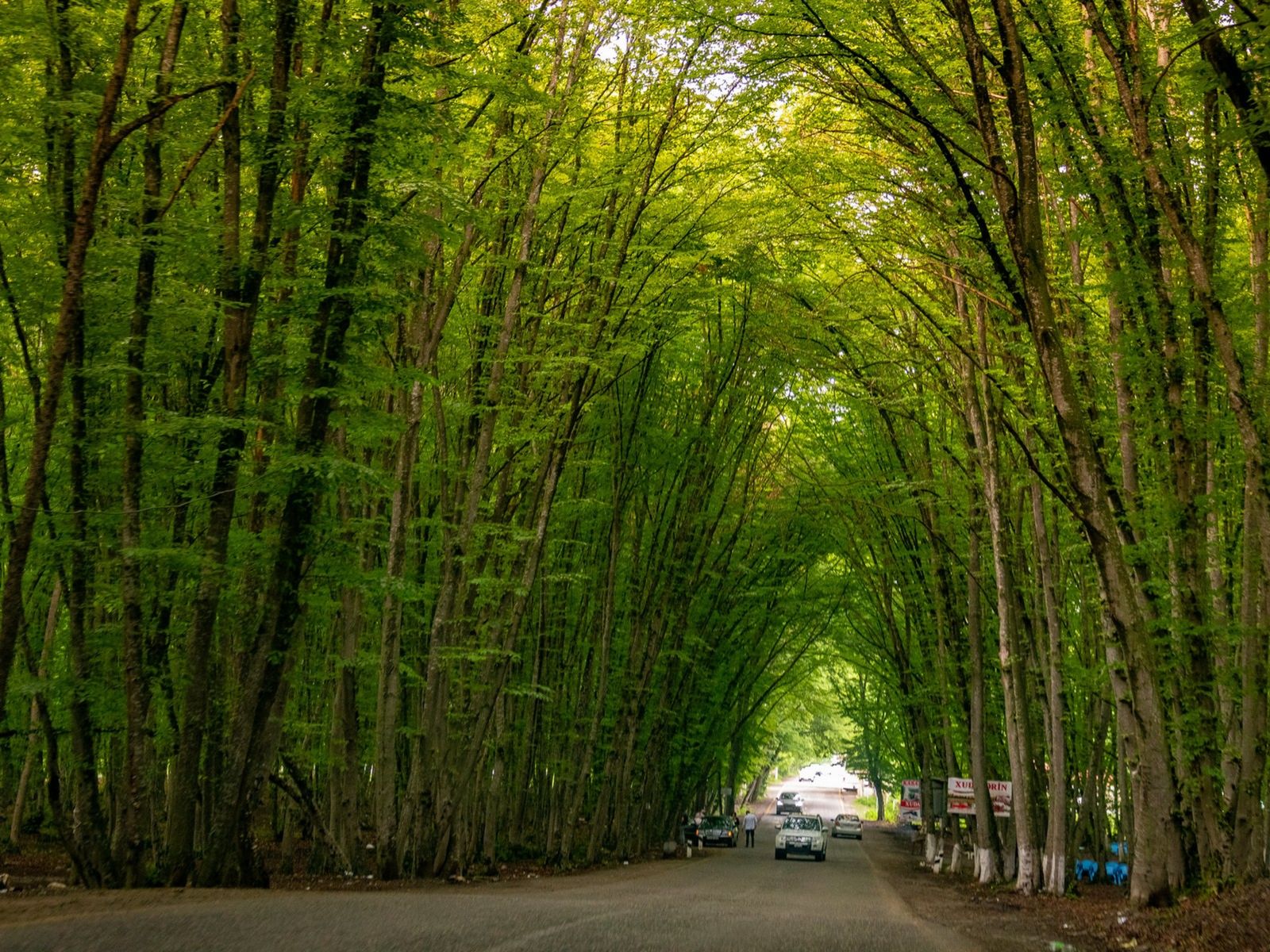 Лесная чаща, полная спокойствия