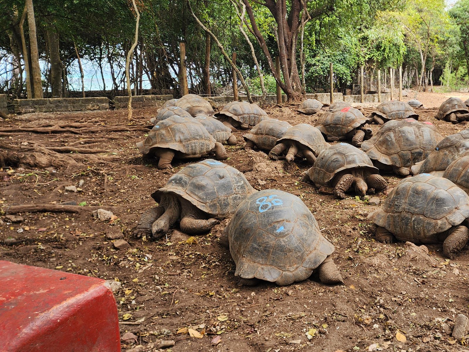 Остров Призон, черепахи