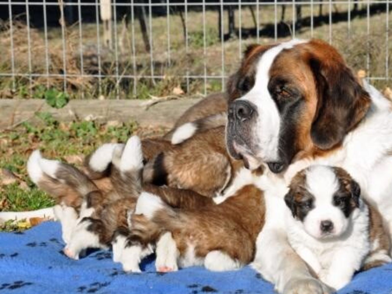 Музей сенбернаров