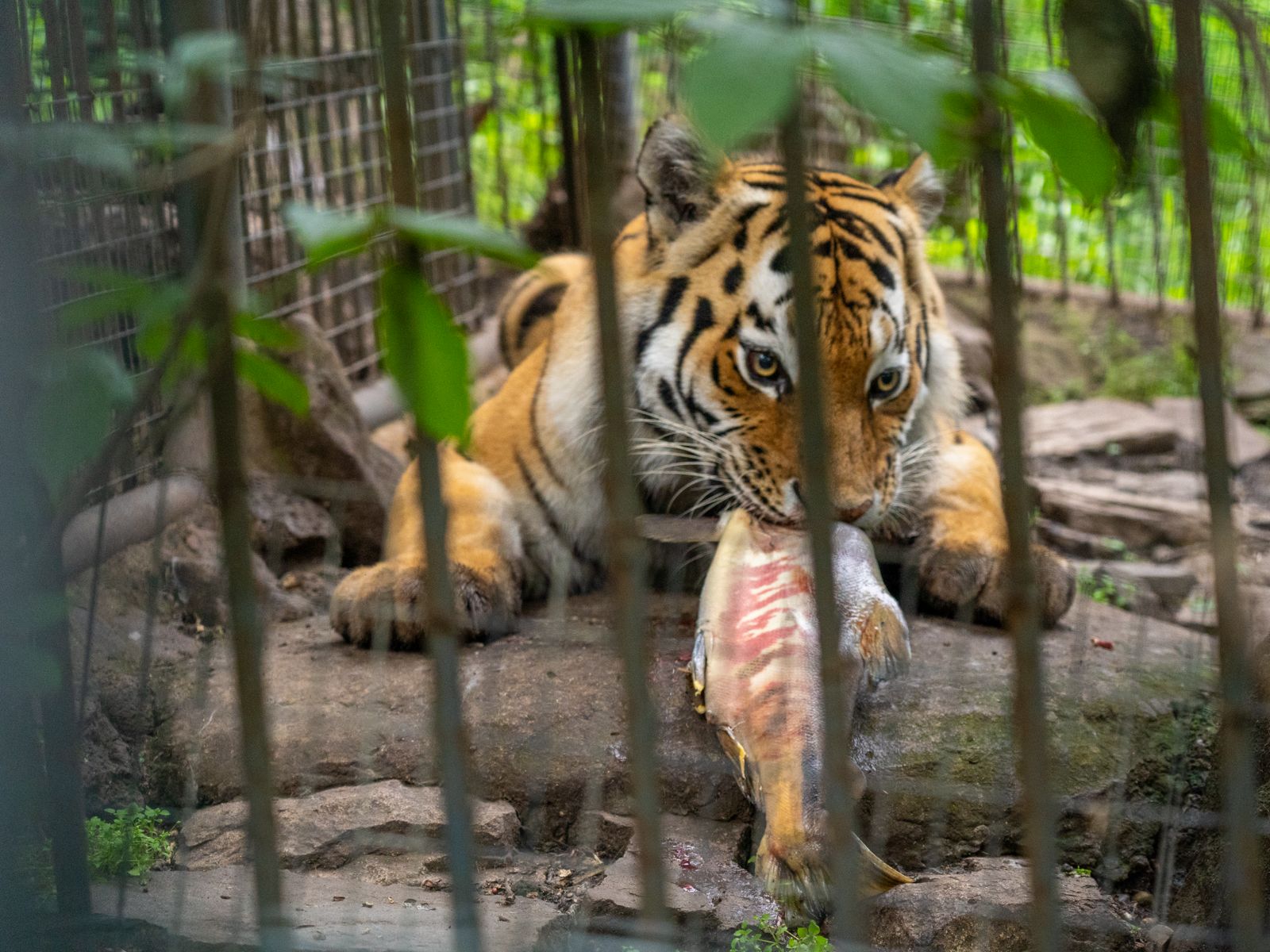 Кормление хищников
