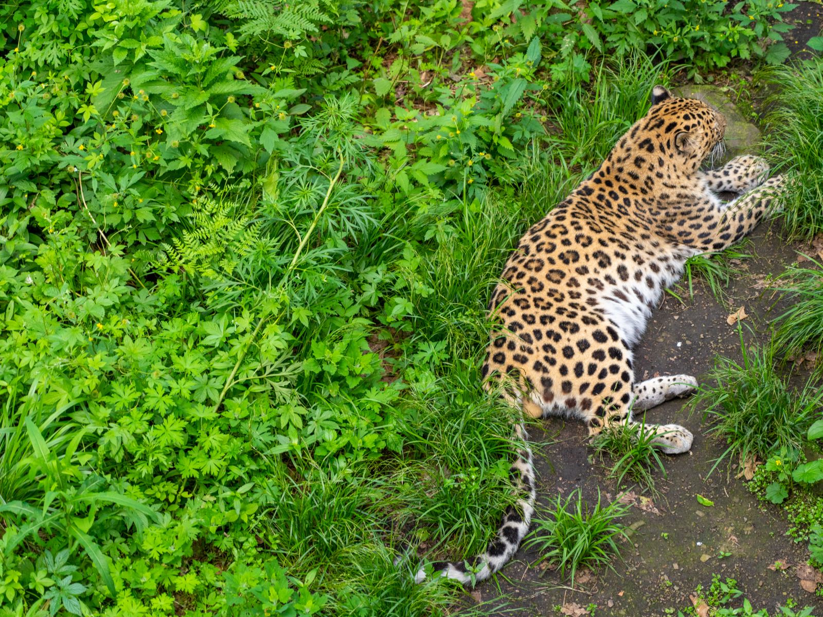 Дальневосточный леопард, отдыхающий в тени