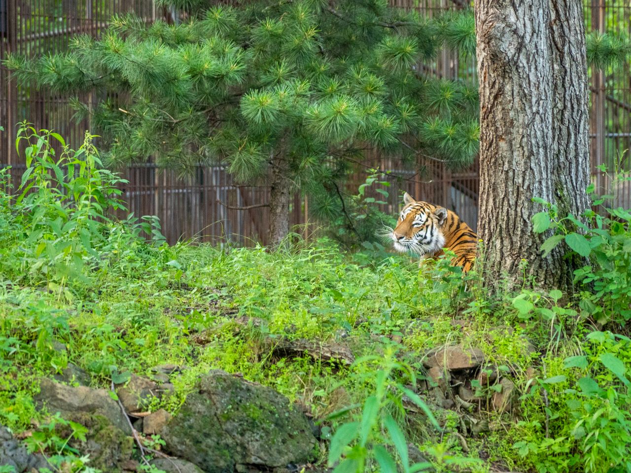 Экскурсия в Приморский сафари-парк и бухты Лазурная и Стеклянная - индивидуальная экскурсия во Владивостоке на машине гида длительностью 4 часа с количеством участников до 4 человек цена экскурсии 15300₽