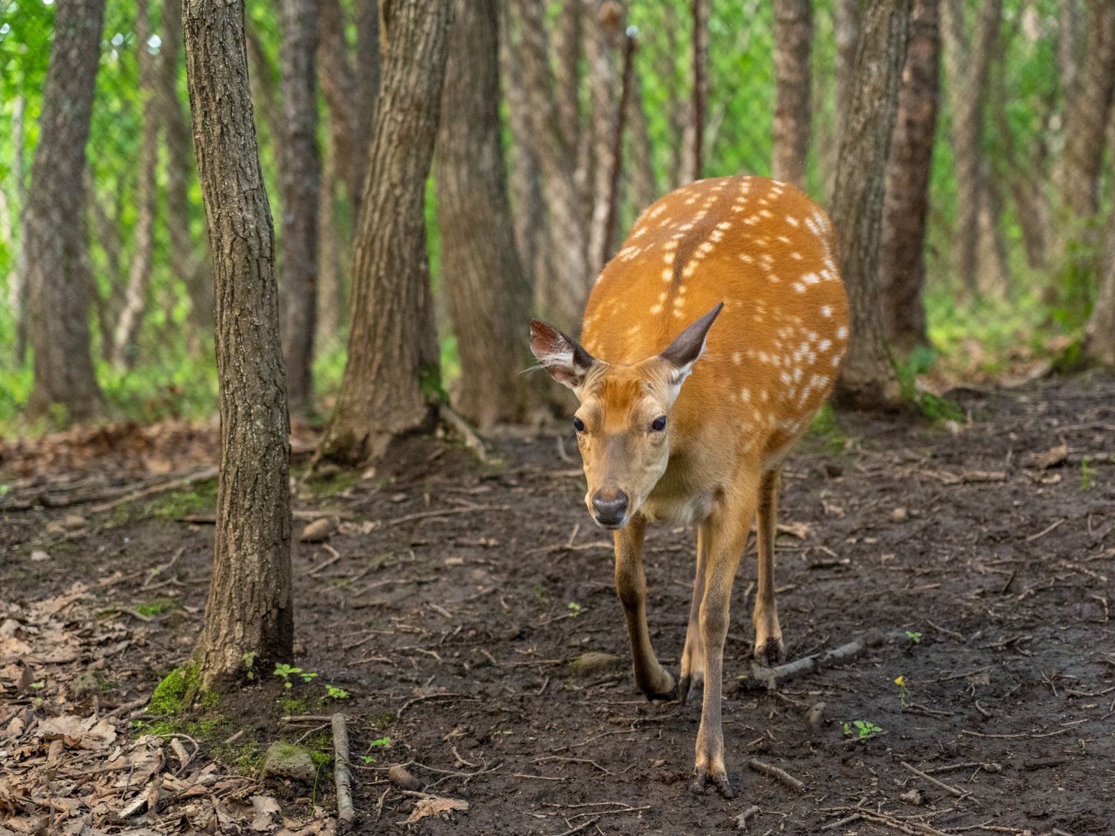 Пятнистый олень