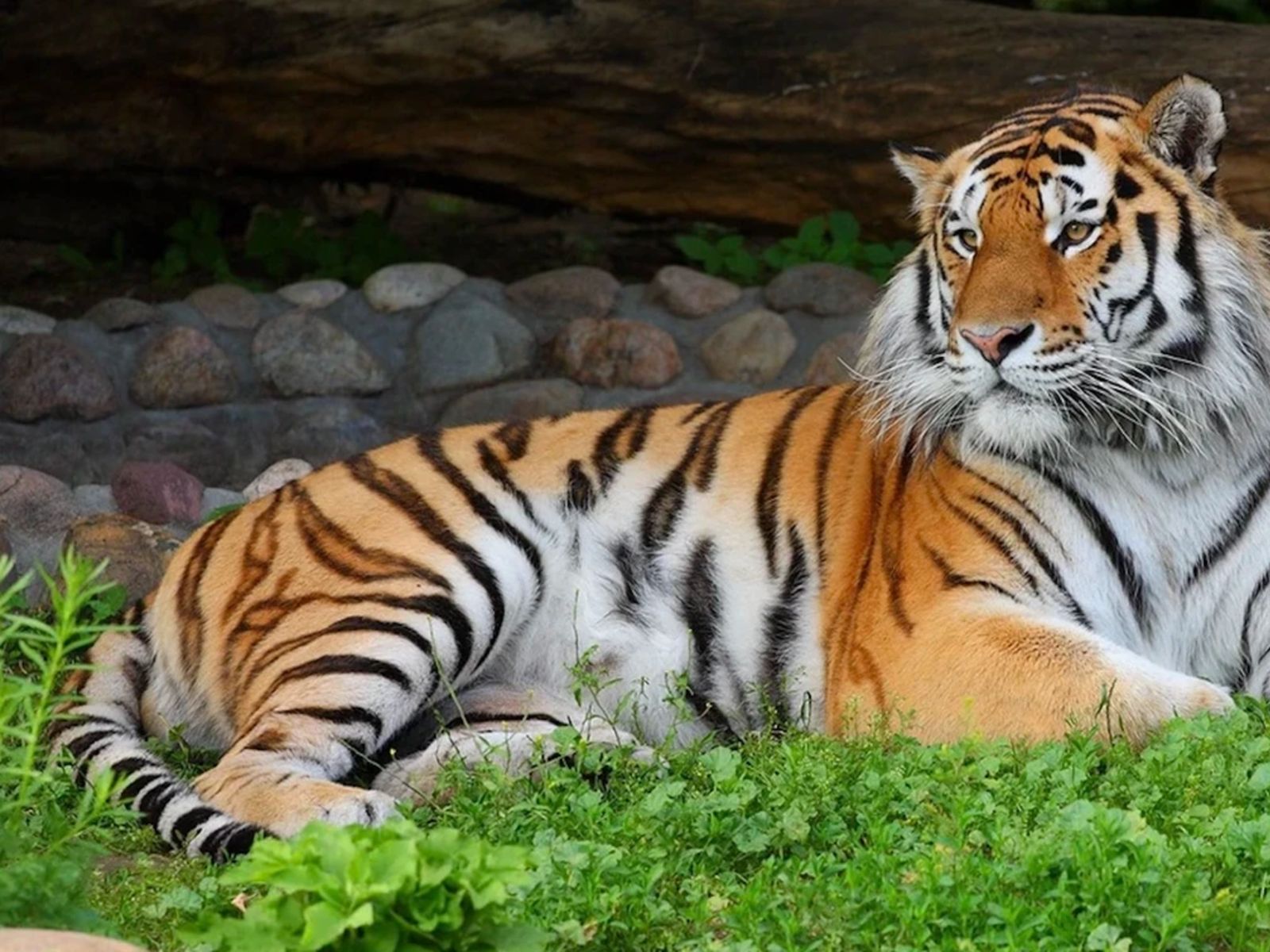 Знаменитый тигр Амур