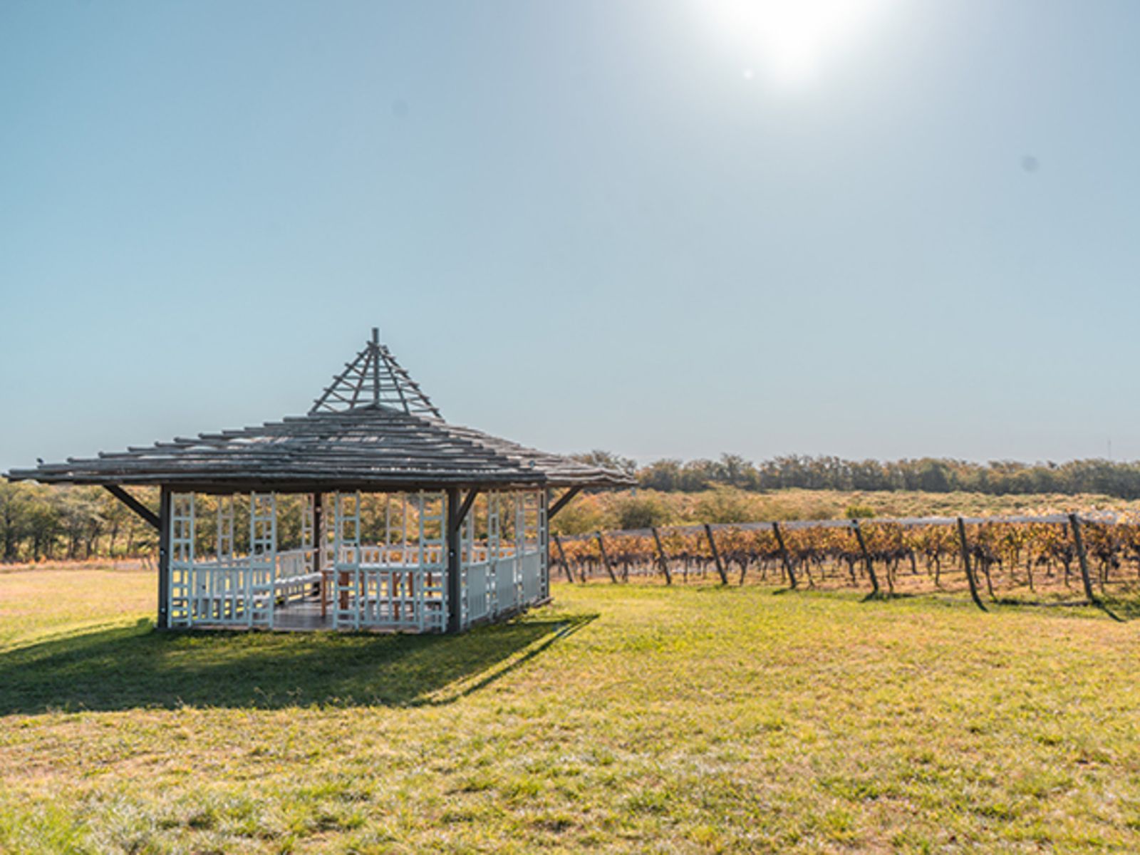 Виноградник