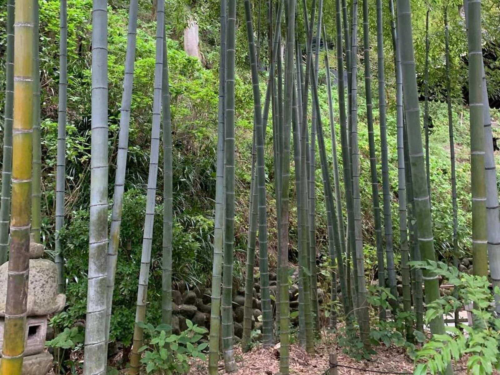 Бамбук