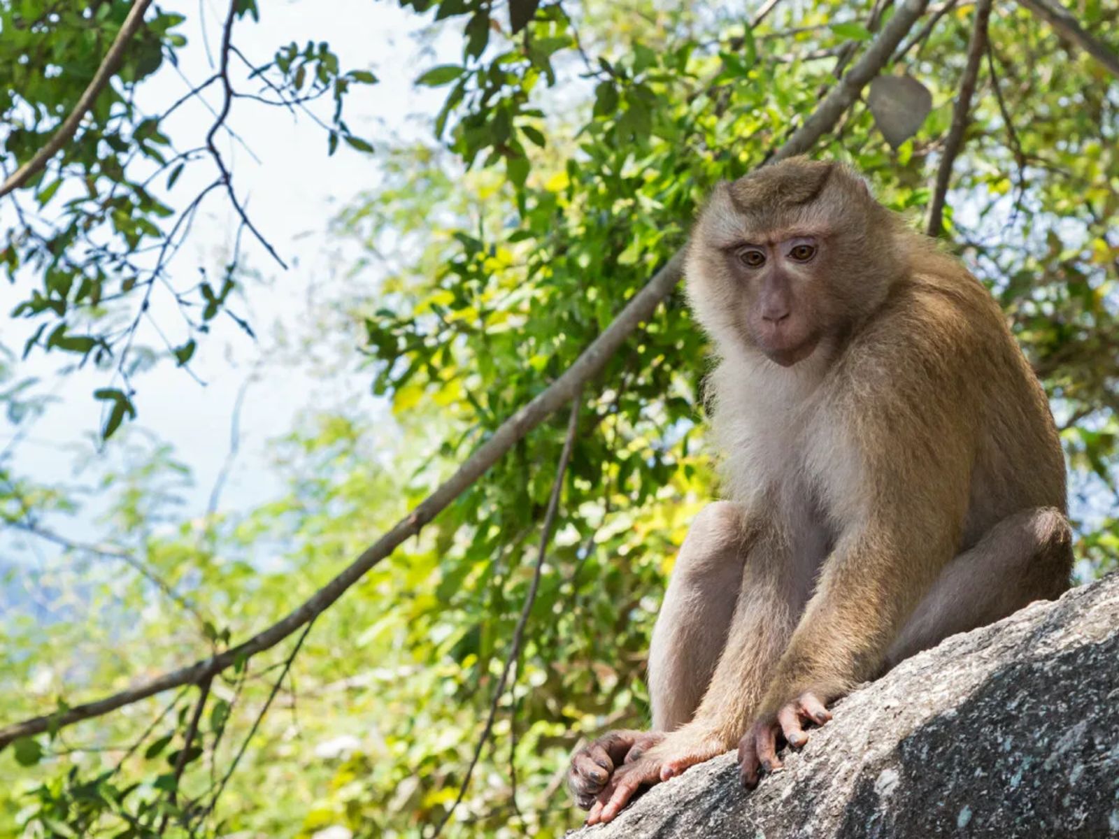 Обезьянки, которых мы сможем встретить на смотровых площадках