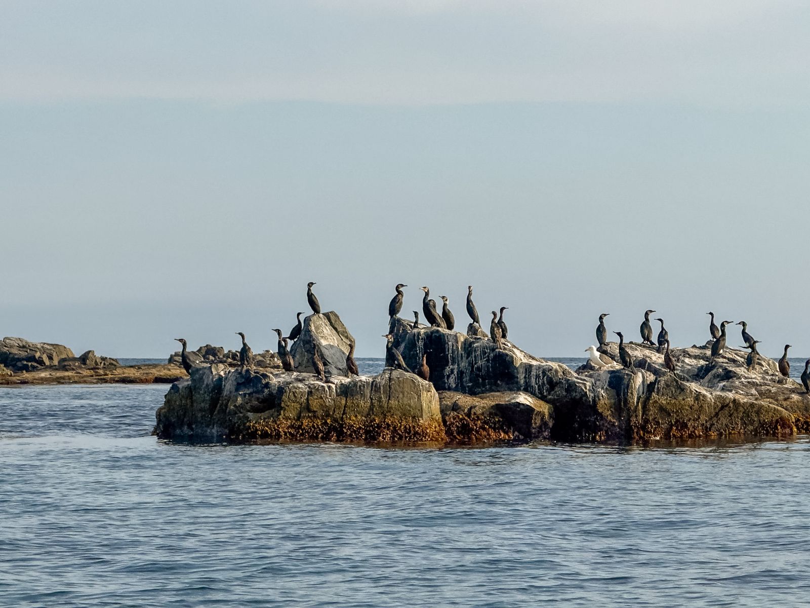 Семейство бакланов