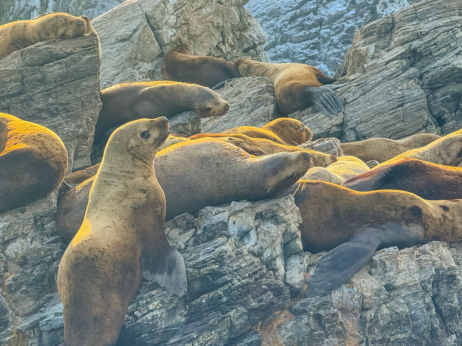 Морские львы Стеллера (сивучи)