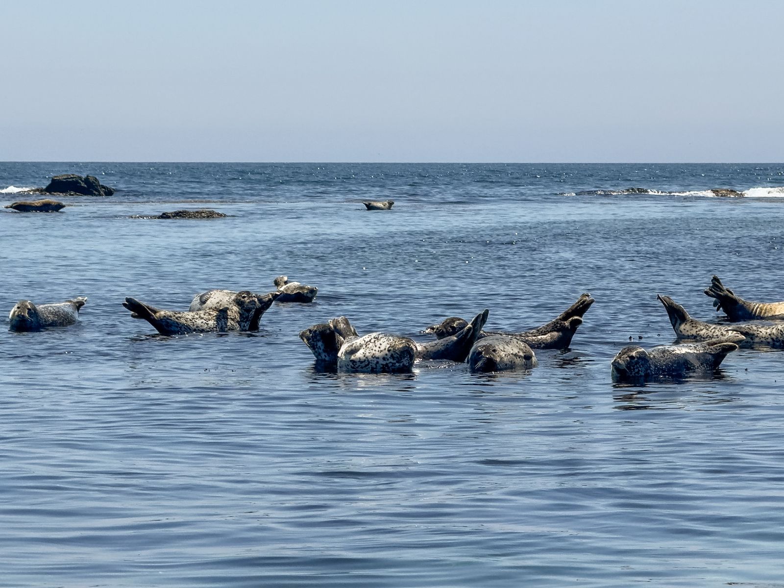 Лежбище тюленей ларга на островах Унковского