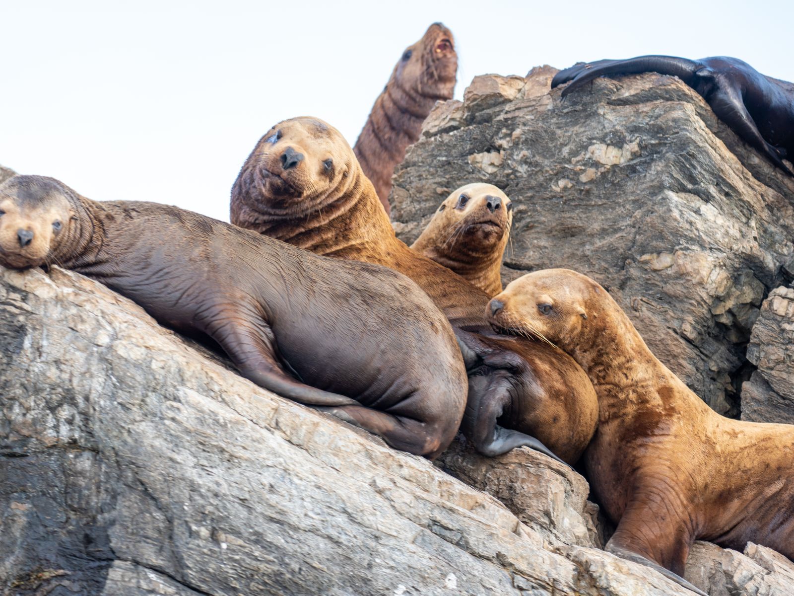 Сонные сивучи на камнях