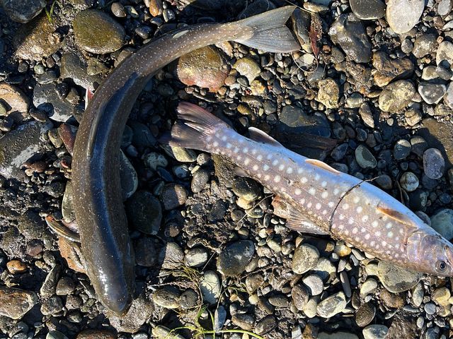 Рыболовный тур на Камчатке: от чавычи, горбуши и кеты до кижуча