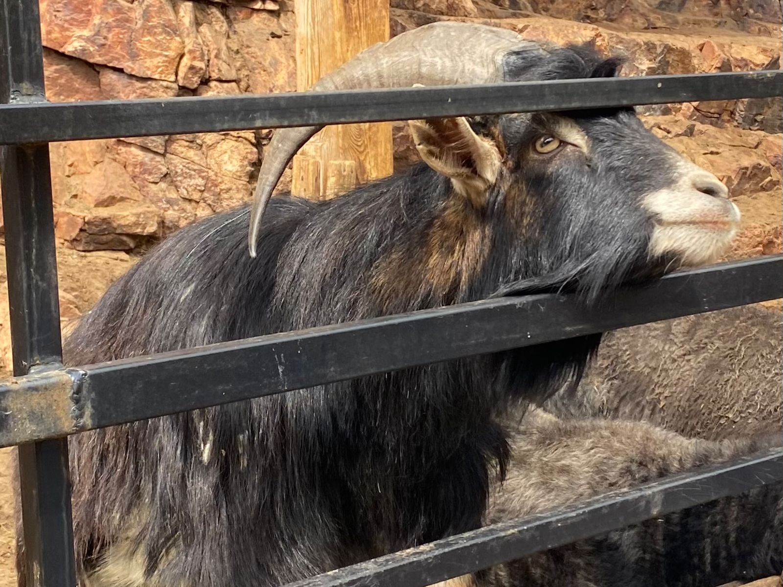 Необычные жители комплекса