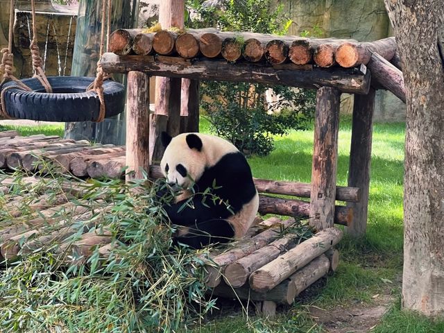 Обзорная экскурсия в Шанхайский сафари-парк