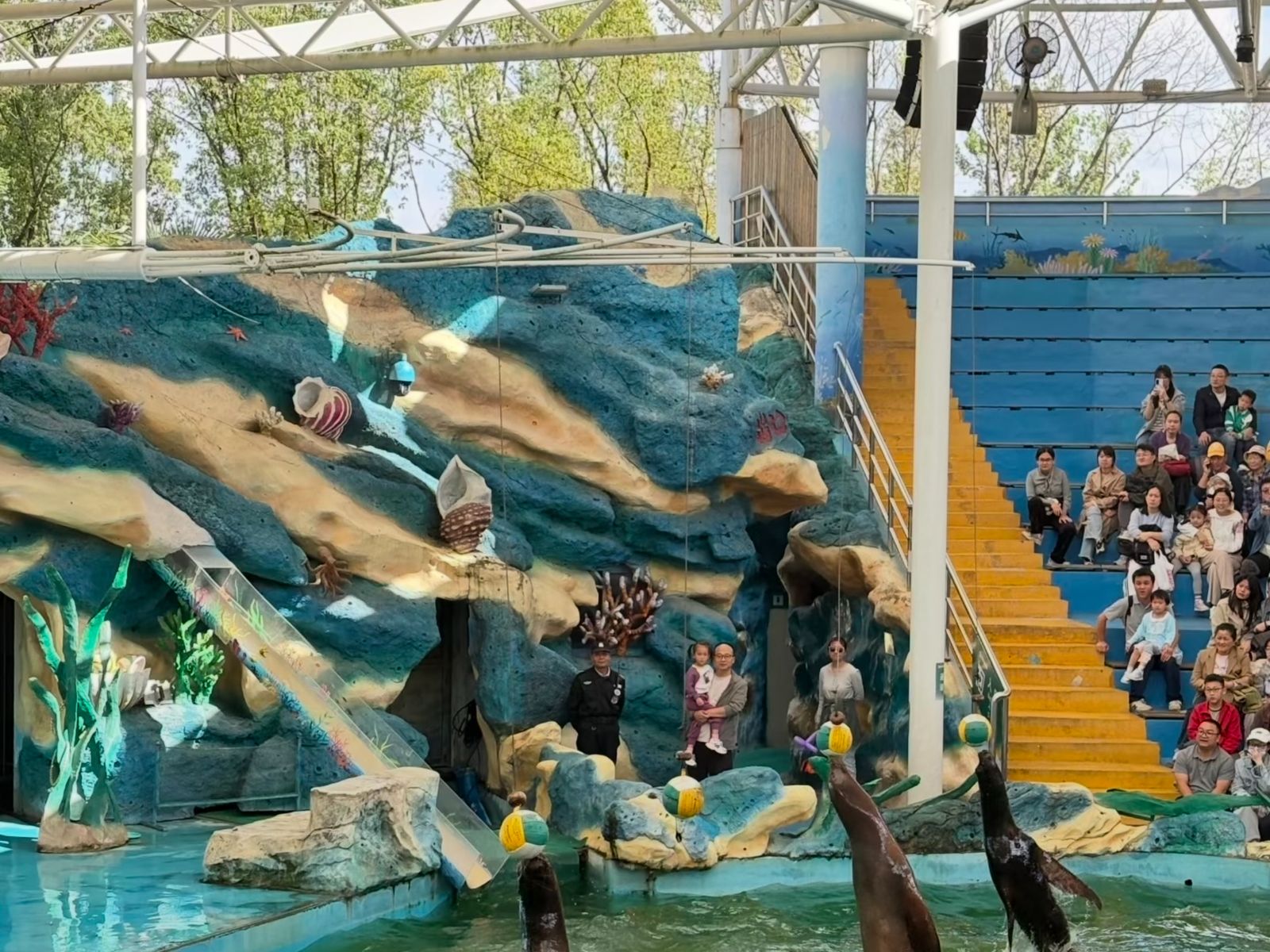 Морские львы