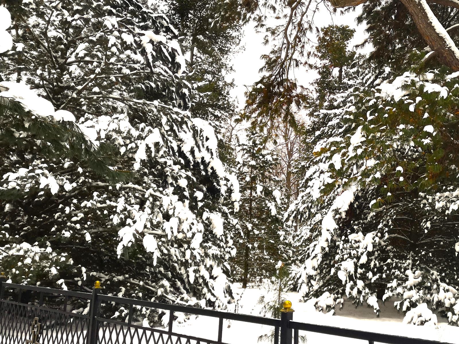 Кедровая роща