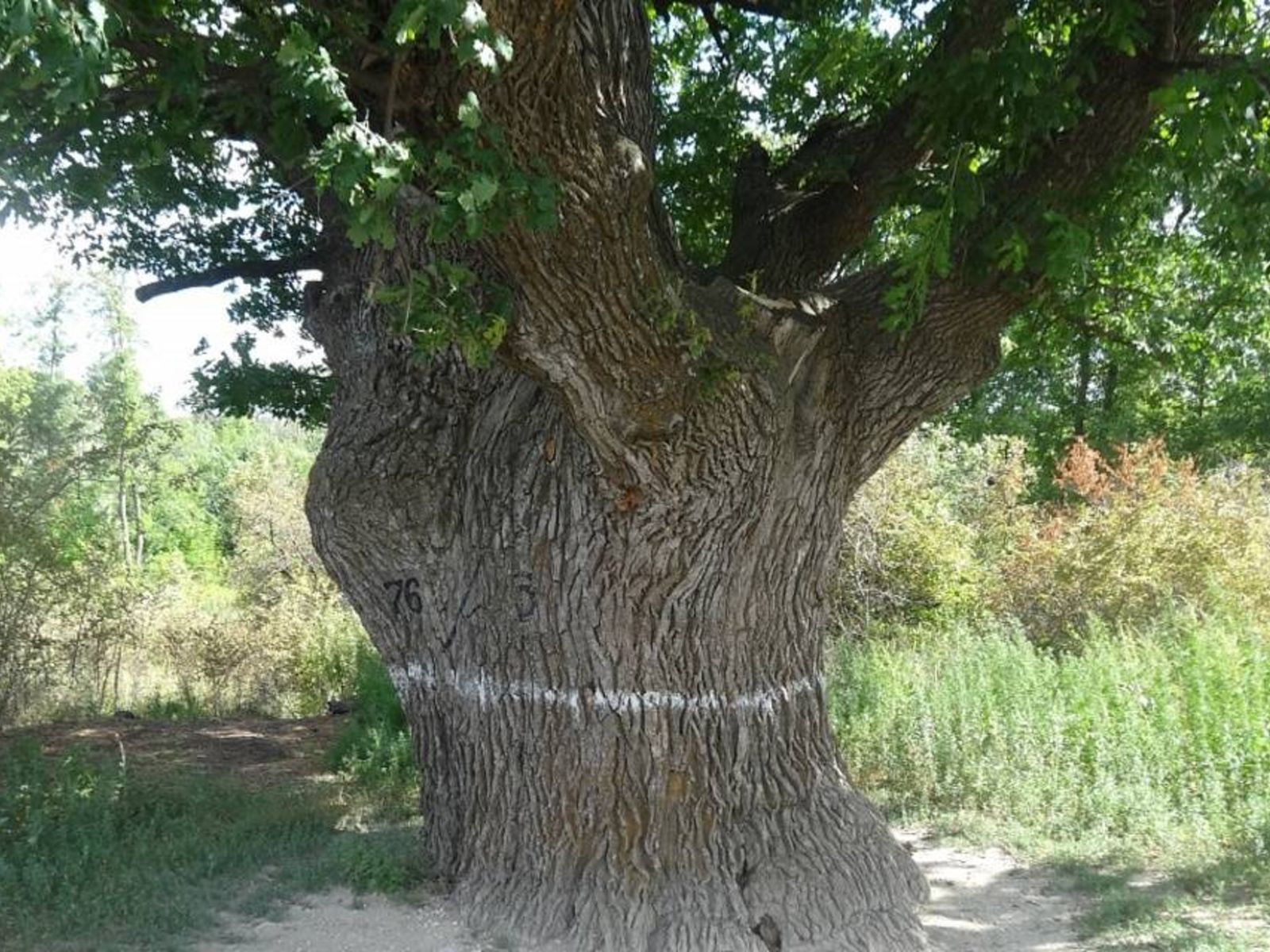 Один из дубов-великанов
