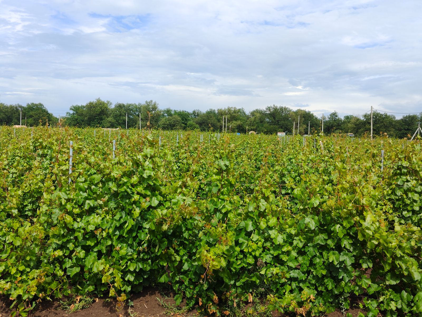 Виноградник винодельни "Вилла София"