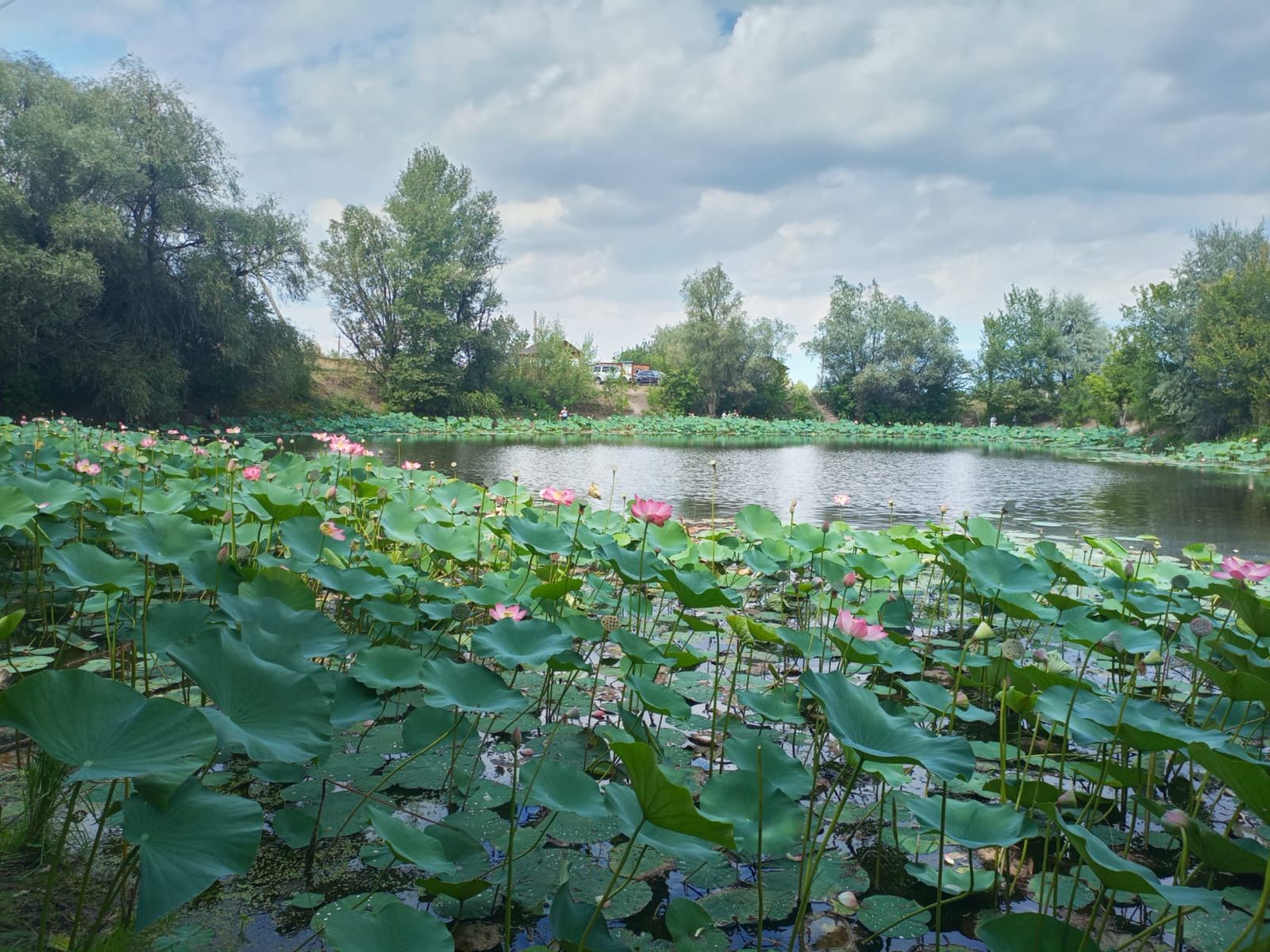 Озеро Лотосов