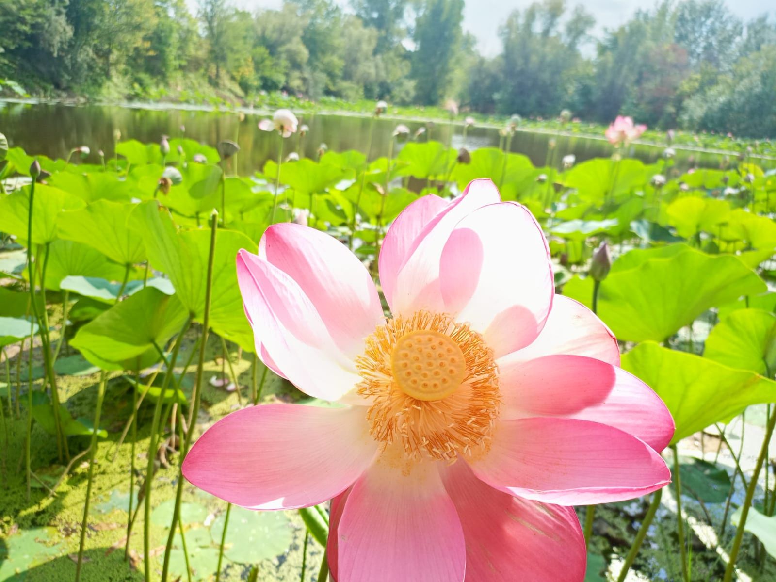 Цветущий лотос орехоносный