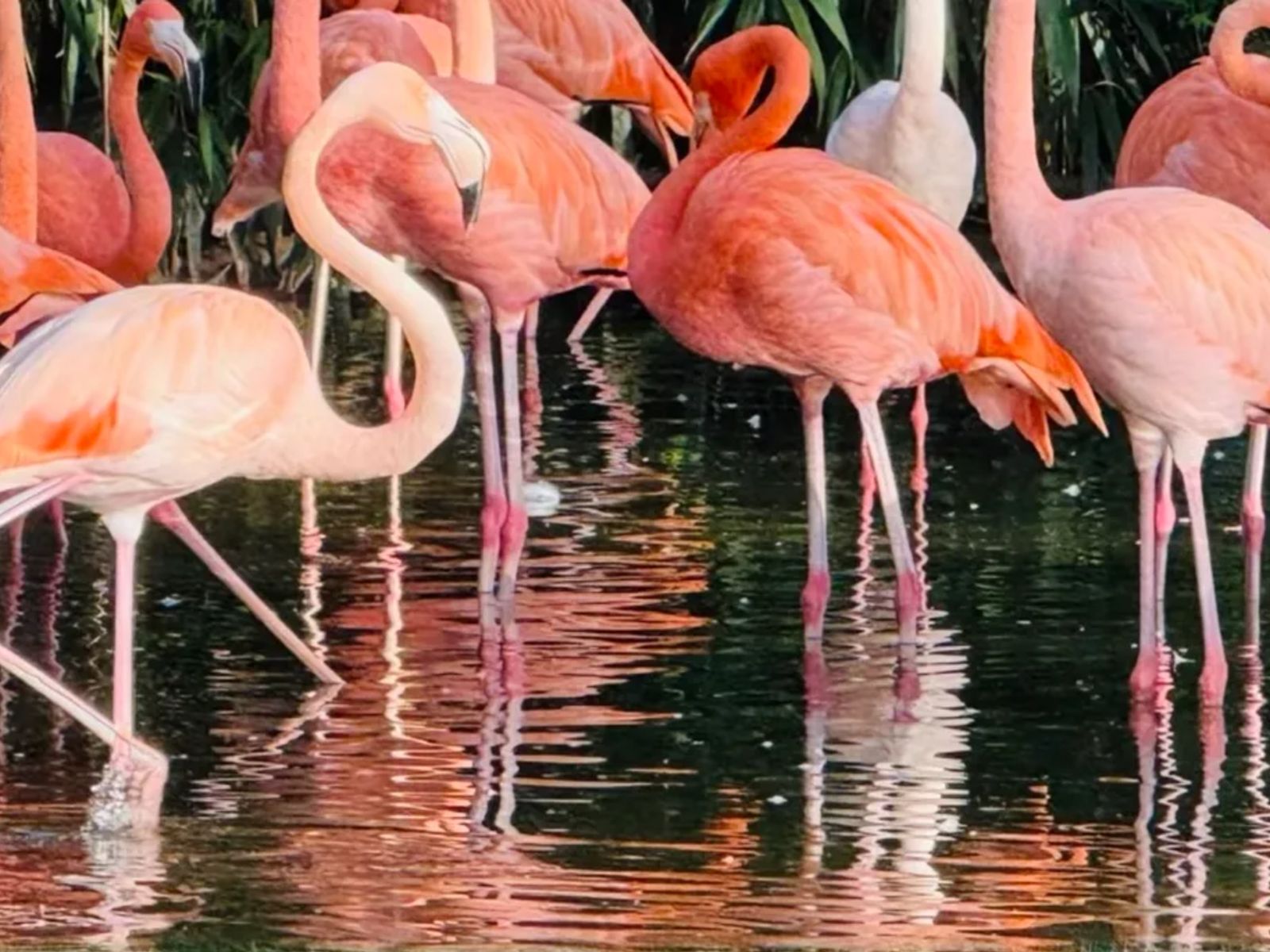 Фламинго
