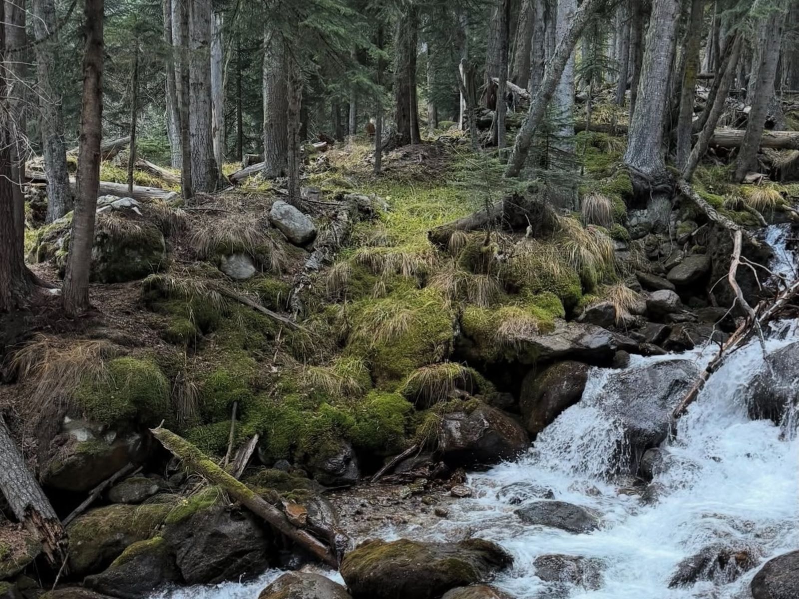 Бурная река посреди леса