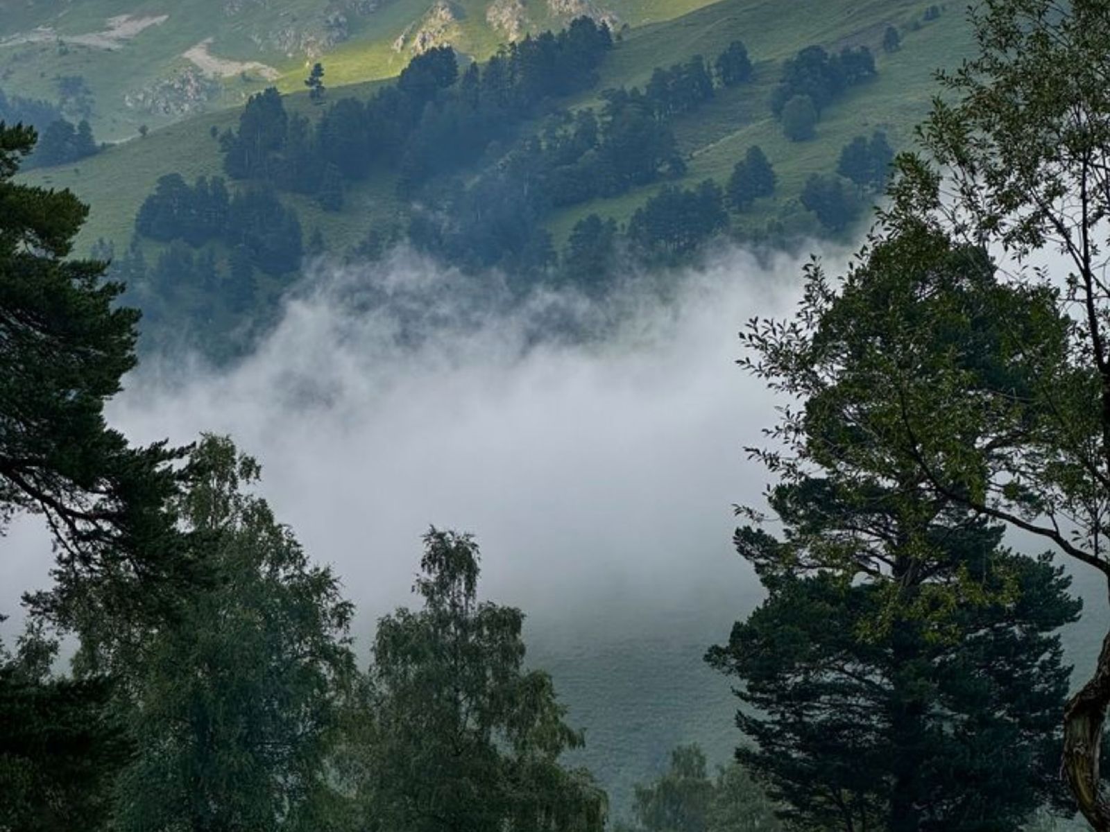 Хвойные леса Архыза прекрасны