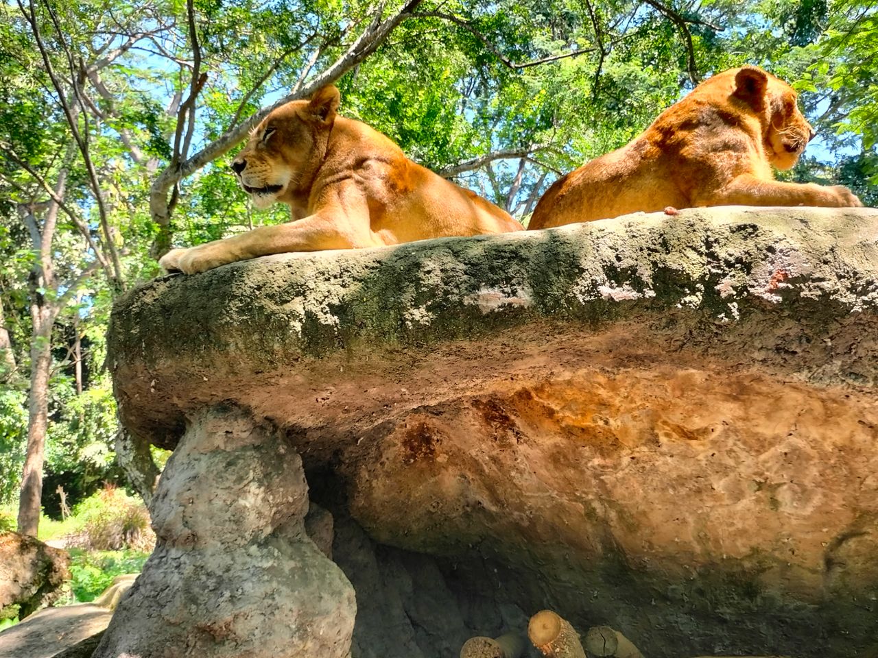 Индивидуальная экскурсия в сафари-парк и на пляж с черным песком - индивидуальная экскурсия на Бали на машине гида длительностью 6 часов с количеством участников до 6 человек цена экскурсии 200$