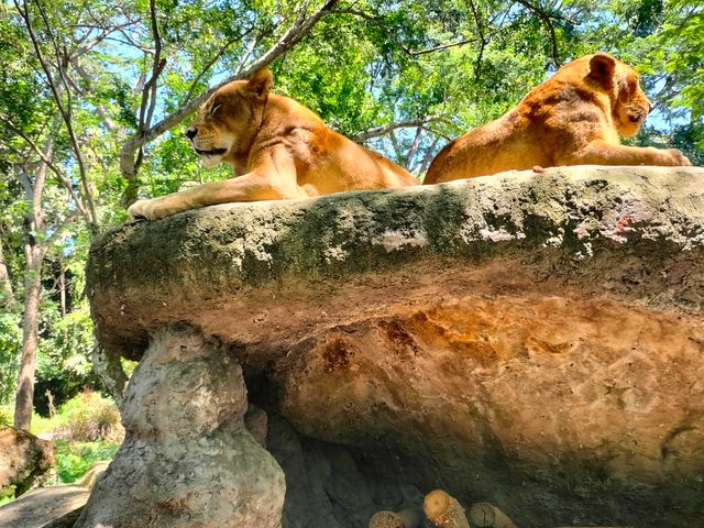 Индивидуальная экскурсия в сафари-парк и на пляж с черным песком