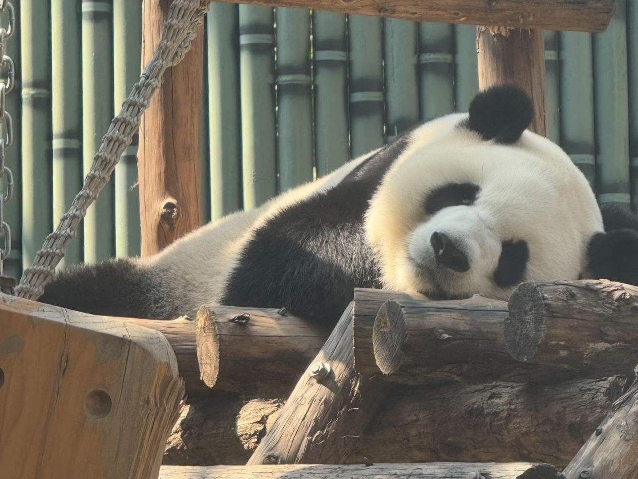 Экскурсия в зоопарк с чайной церемонией и китайской акробатикой - индивидуальная экскурсия в Пекине на машине гида длительностью 8 часов с количеством участников до 6 человек цена экскурсии 195$
