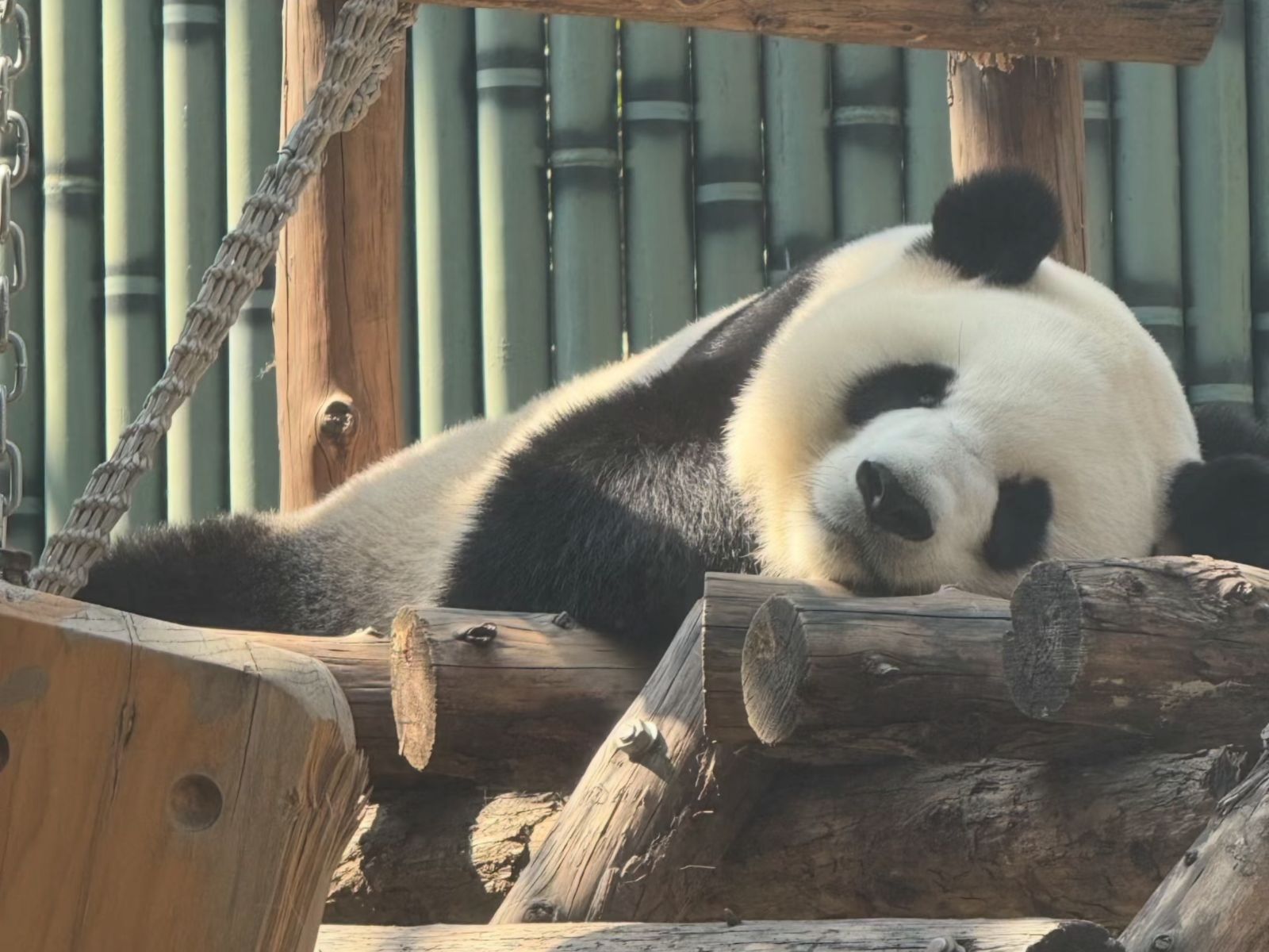 Симпатичная гигантская панда