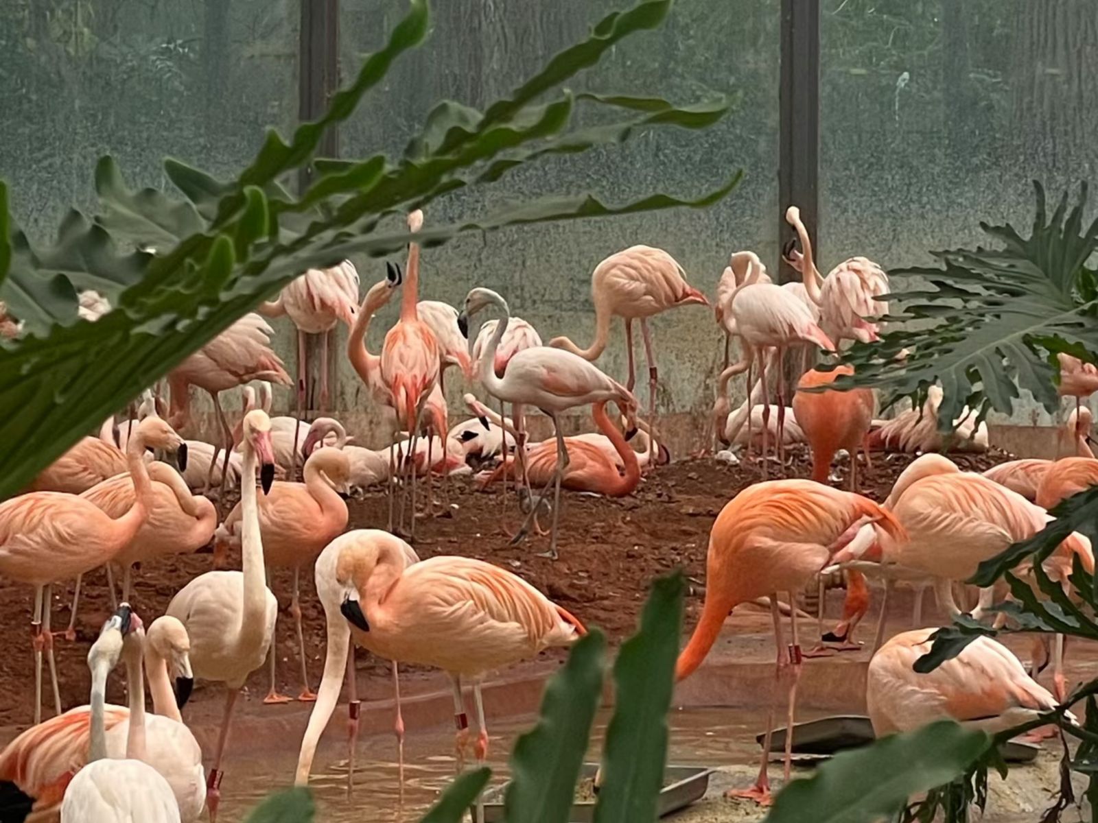 Фламинго в зоопарке