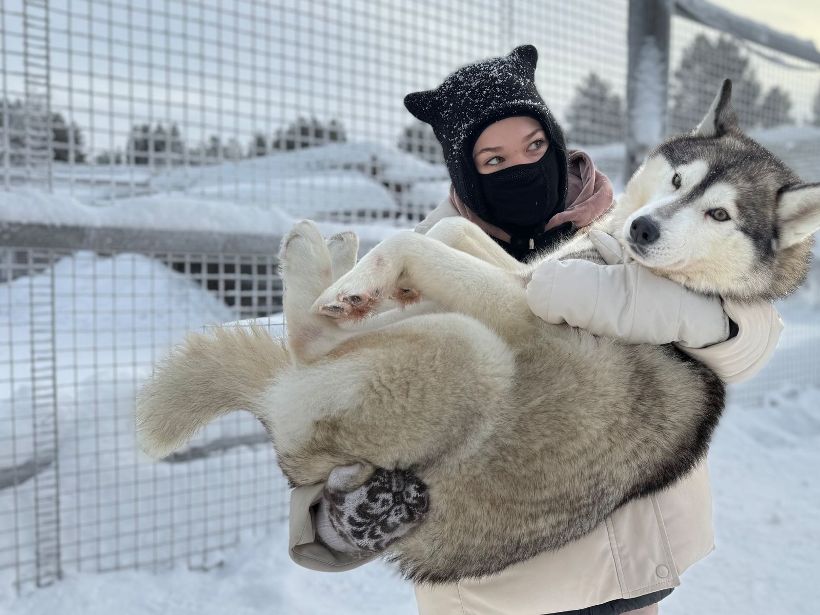 Знакомство с Хаски