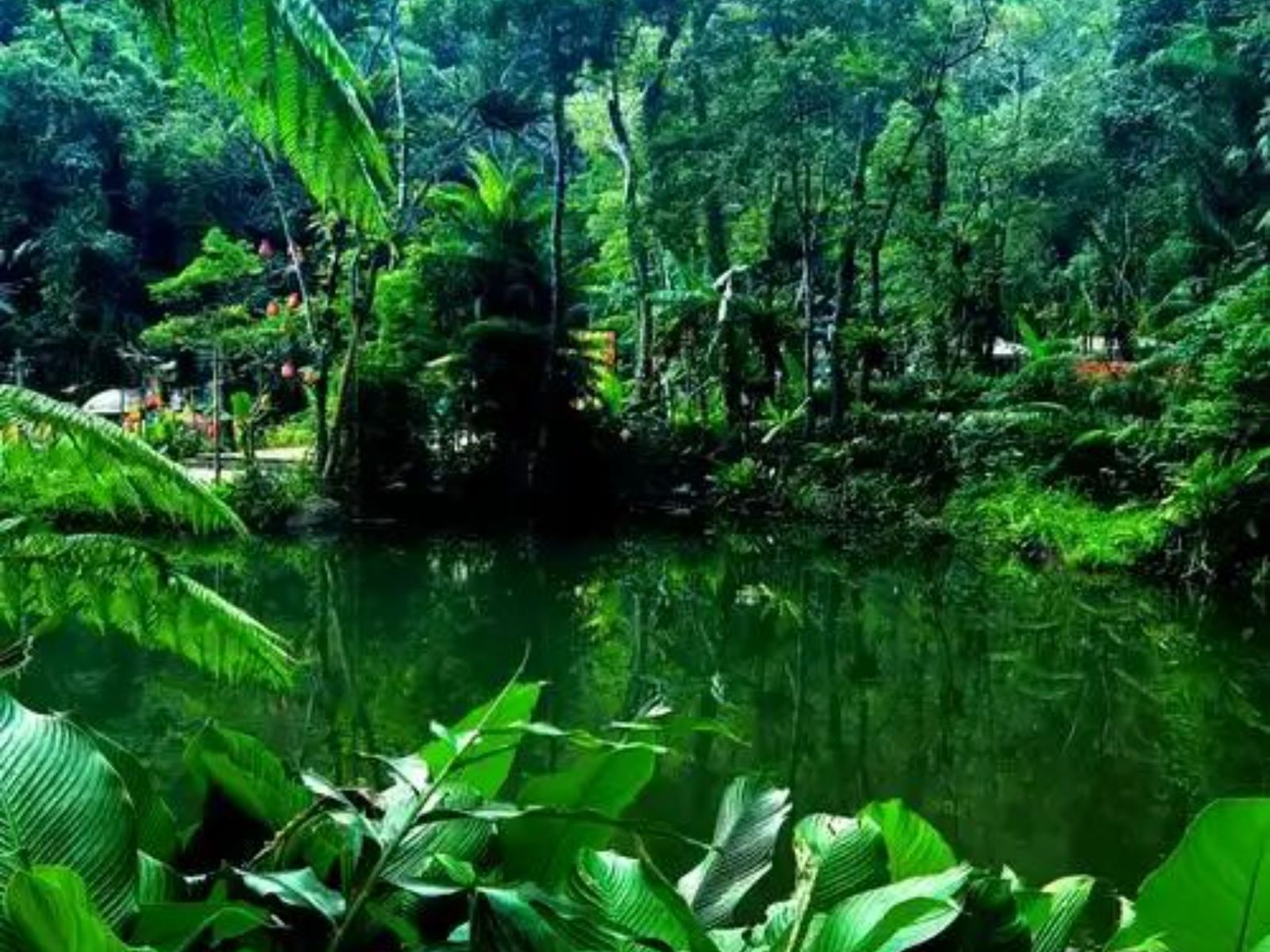 Тропический лес