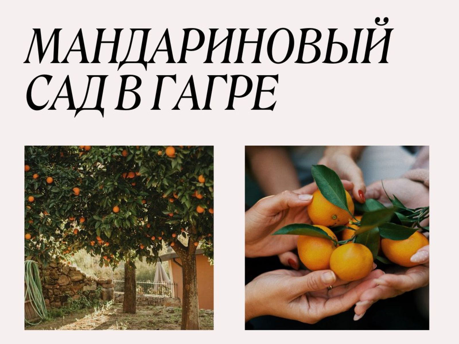 Сад в Гагре