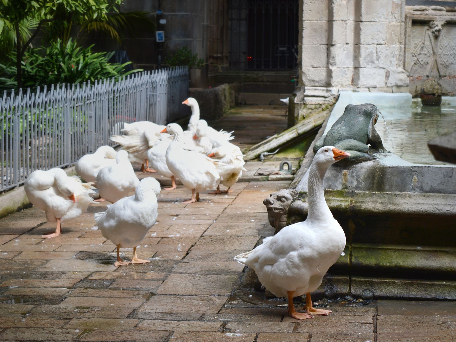 Гуси в клуатре собора