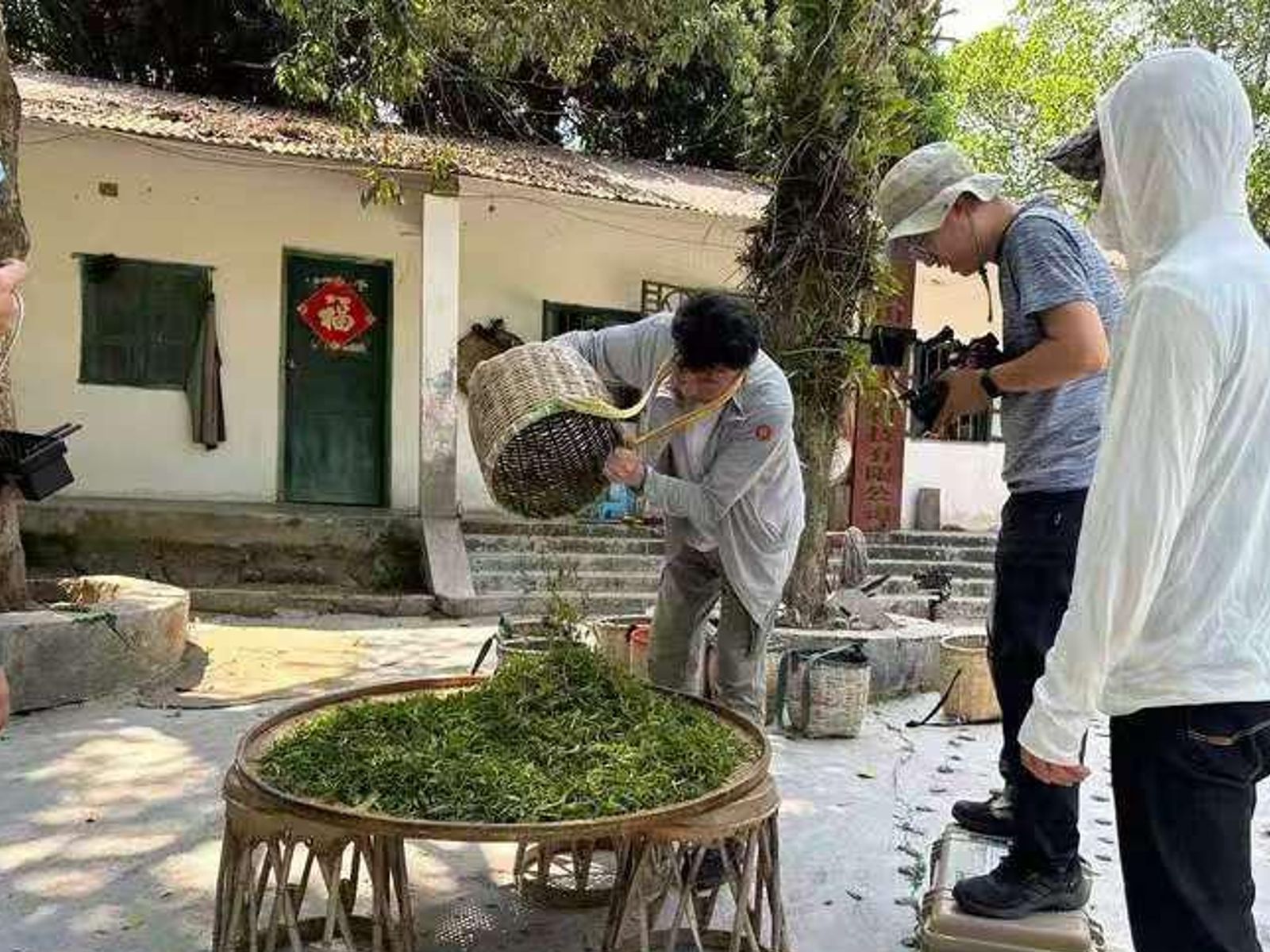 Этап производства чая