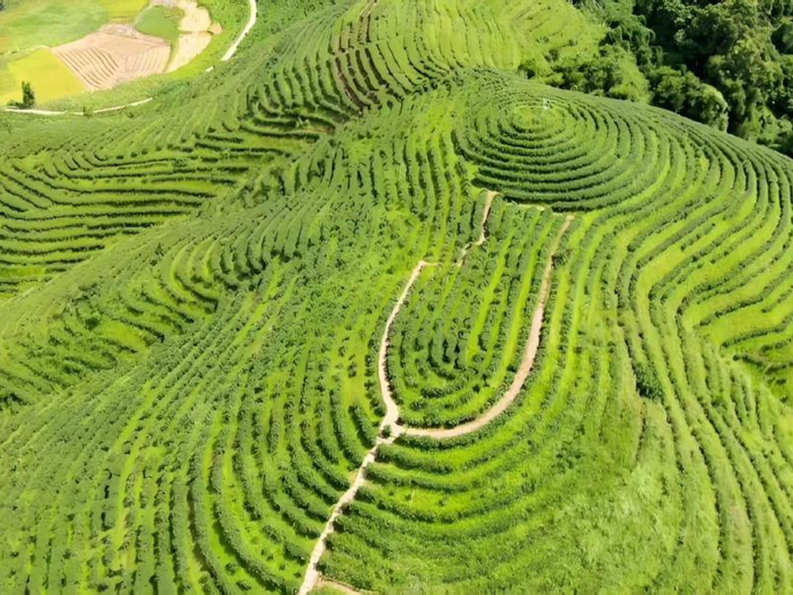 Чайная плантация