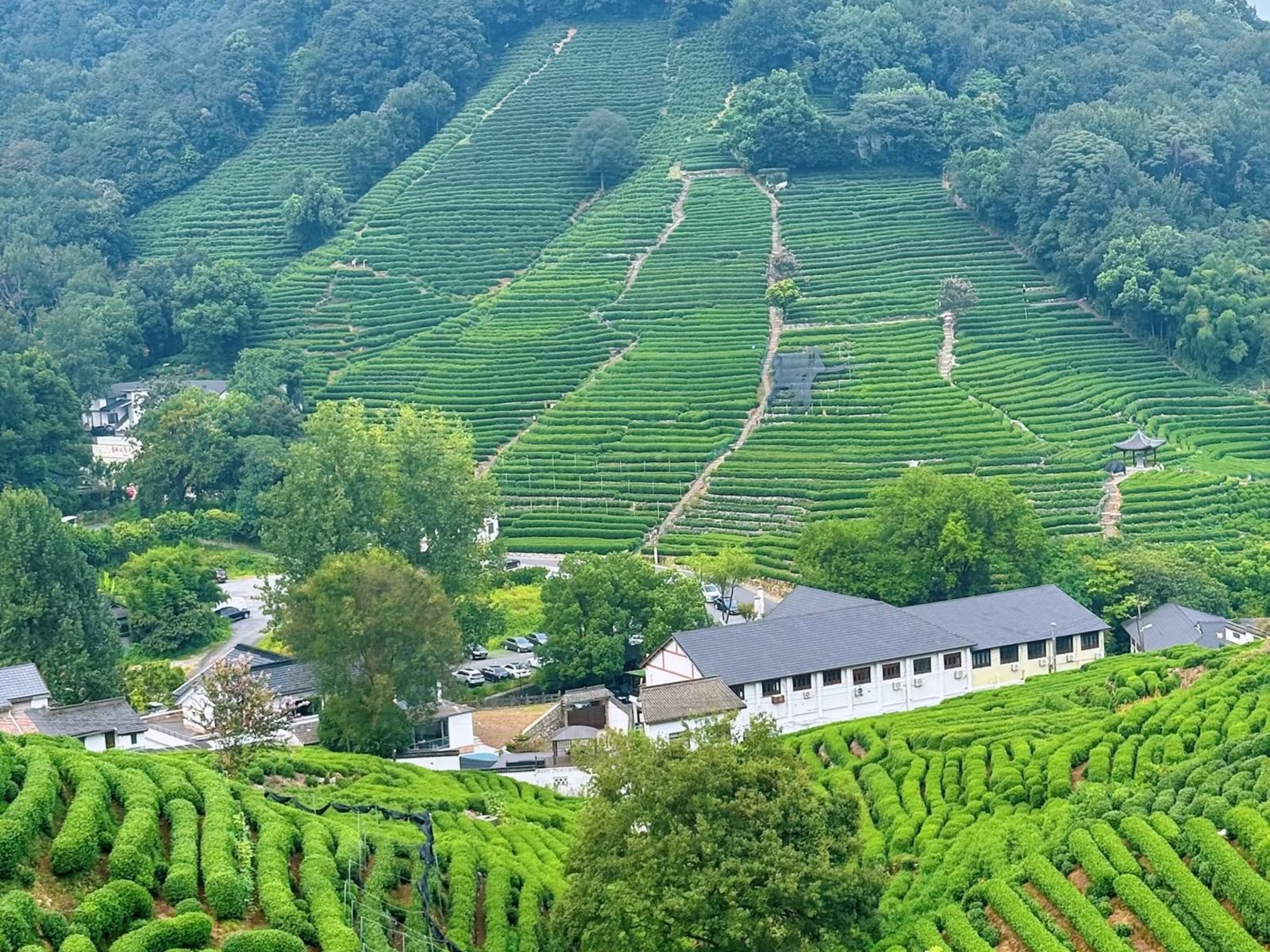 Чайные плантации