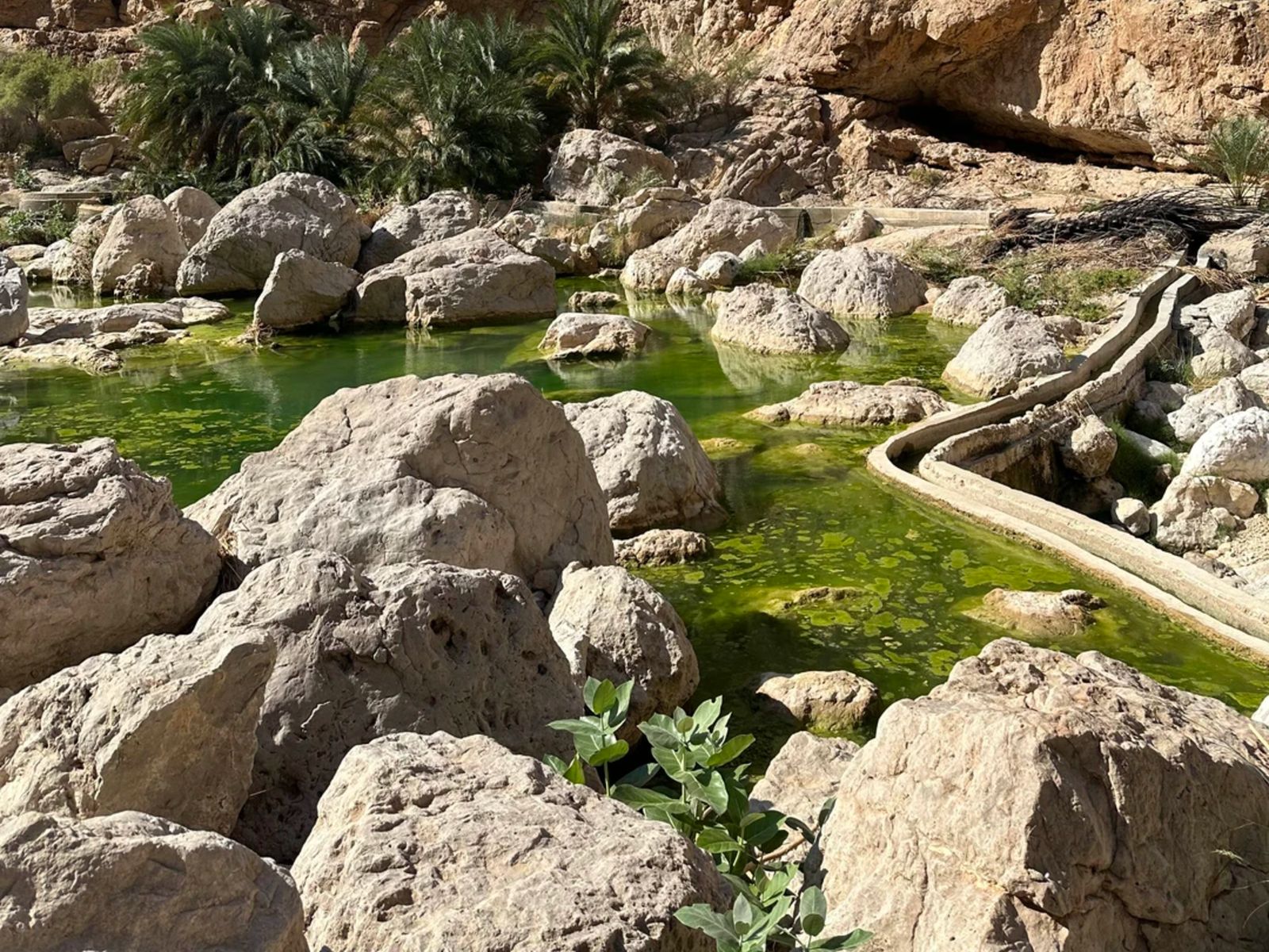 Пейзажи оазиса