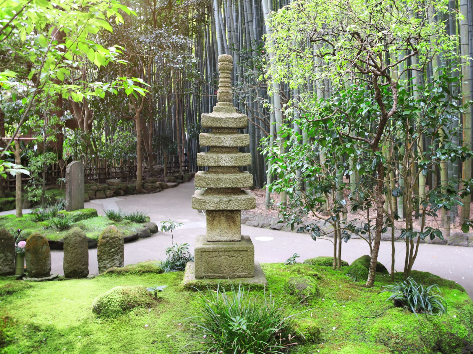 Бамбуковый лес