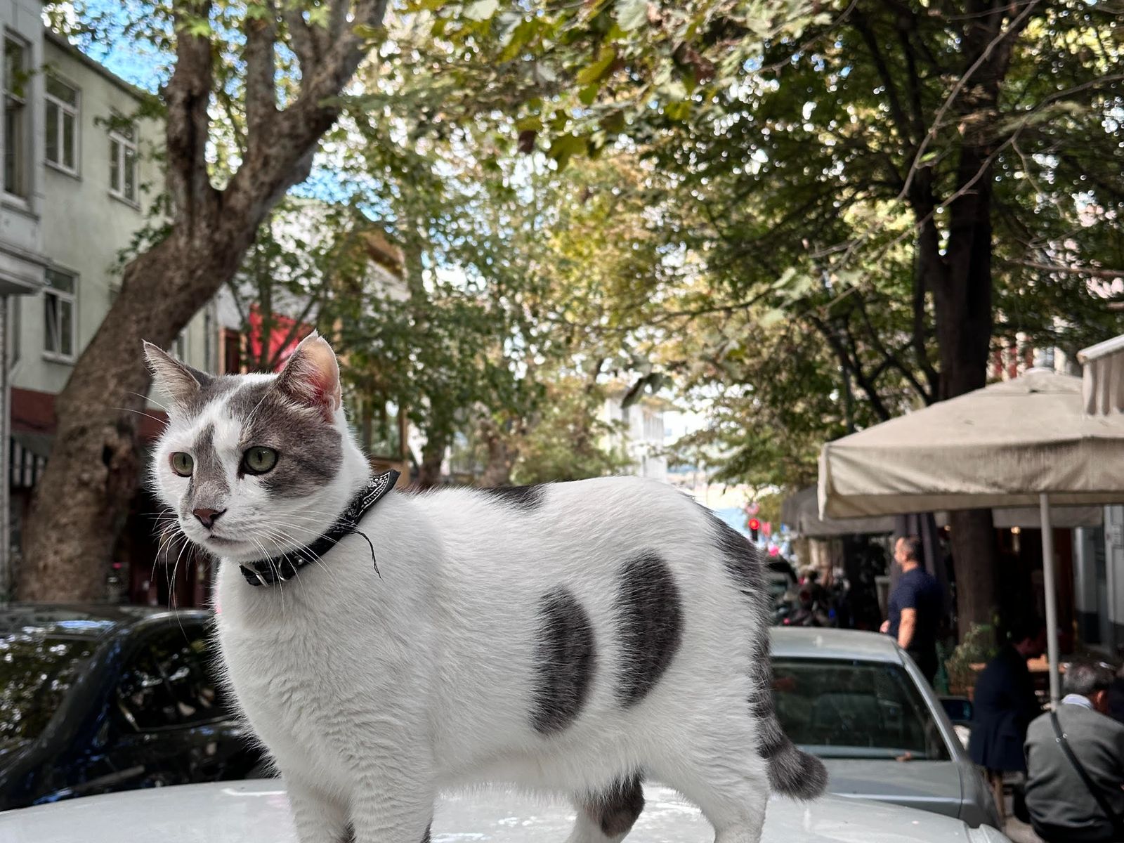 Кошка