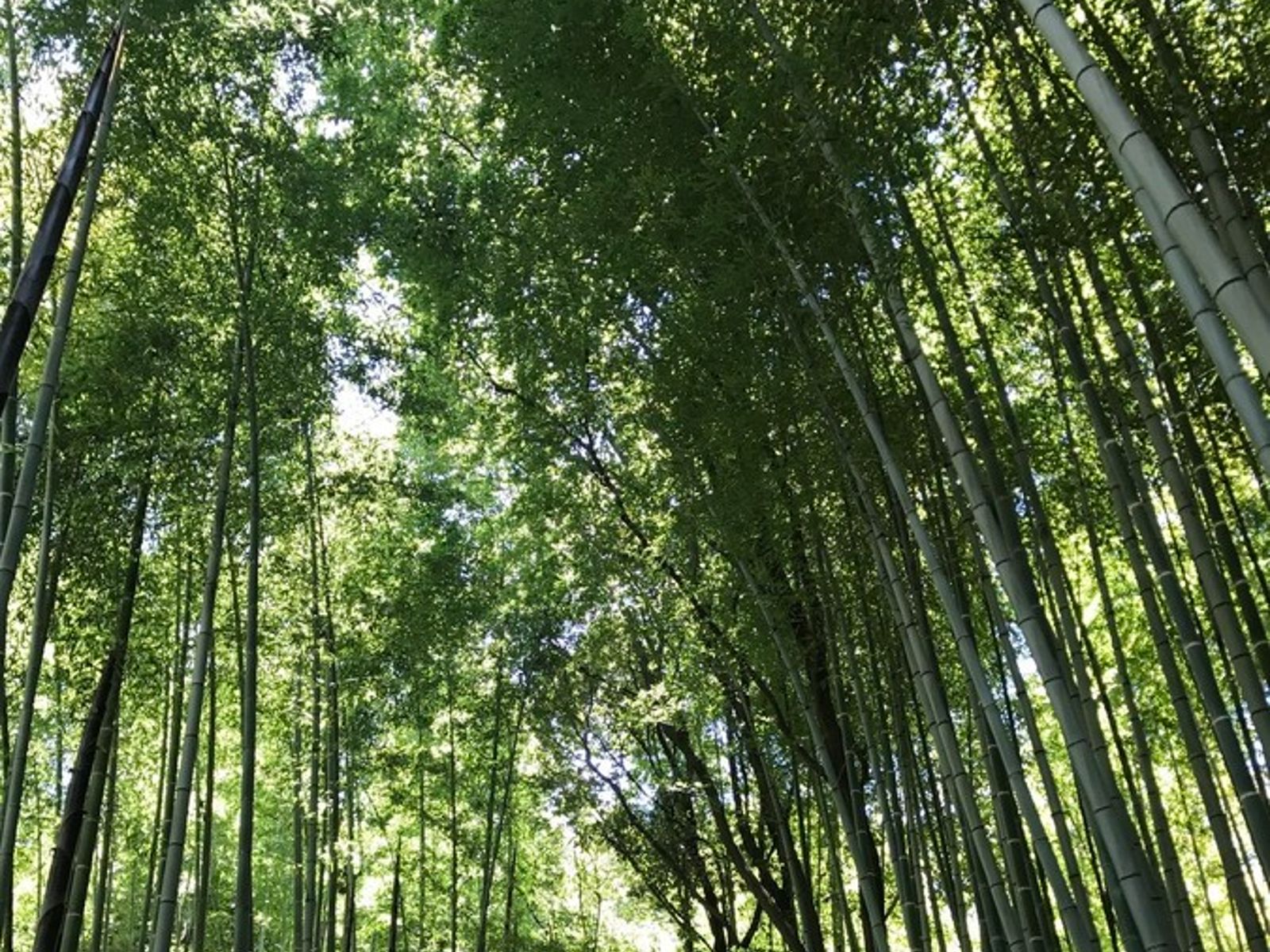 Бамбуковый лес