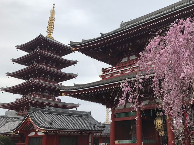 Индивидуальная обзорная экскурсия в Токио