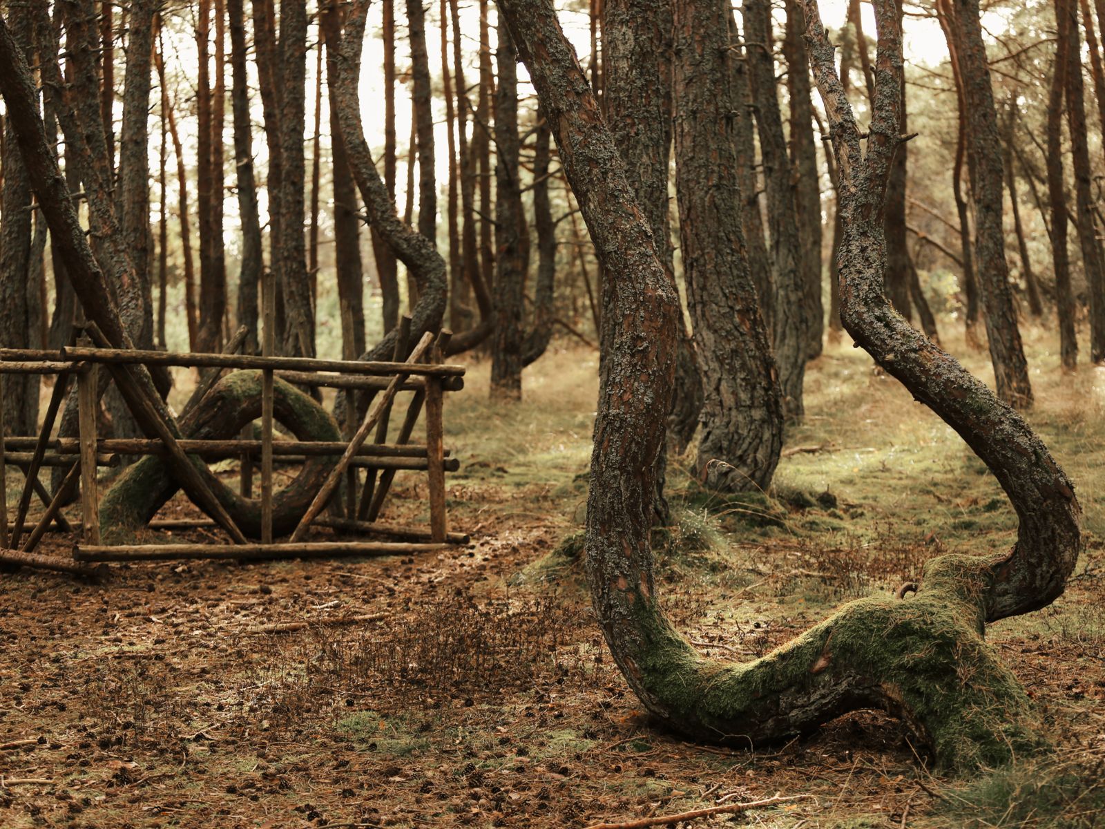 Танцующий лес 