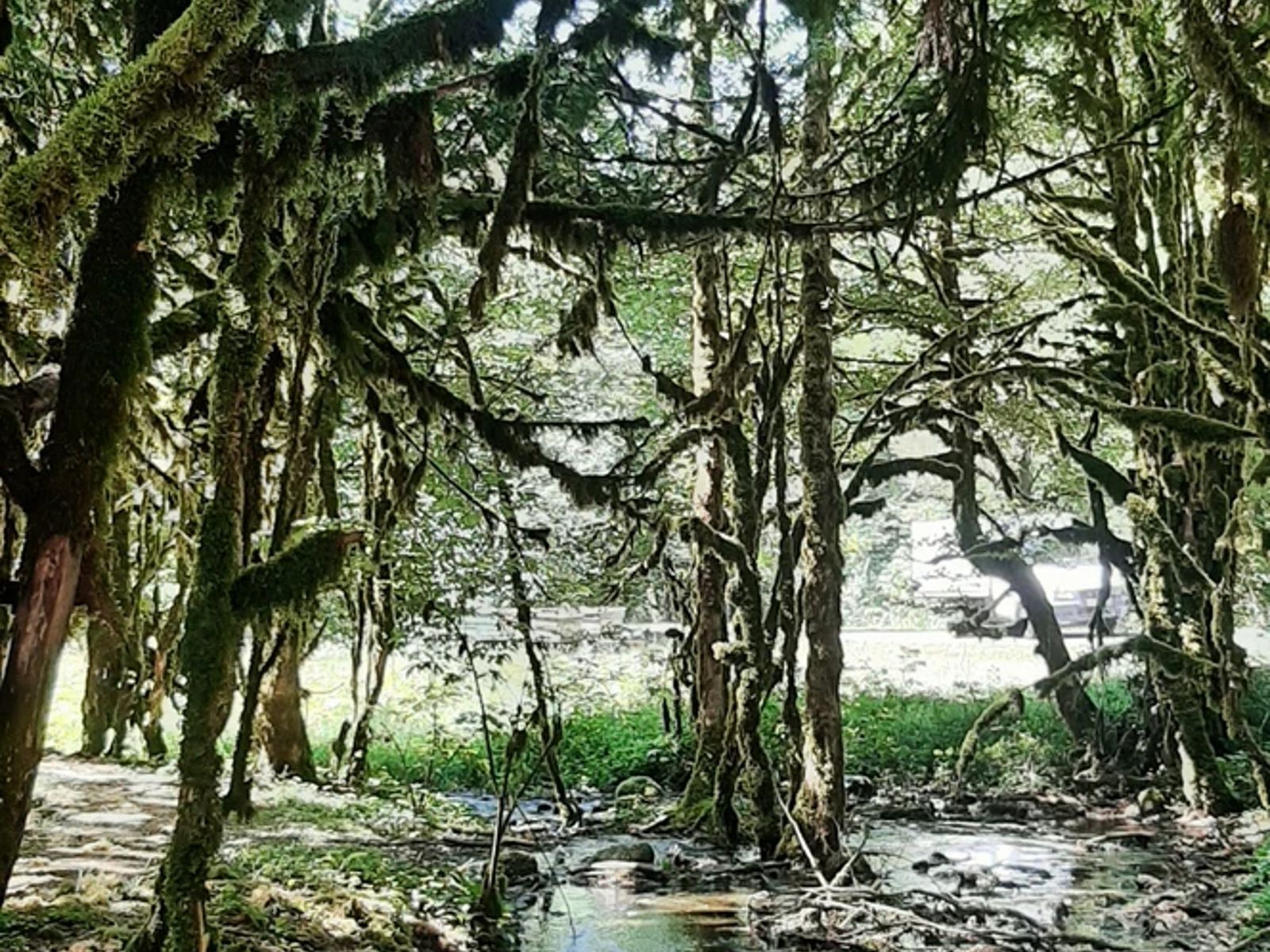 Сказочный лес по пути на о. Рица