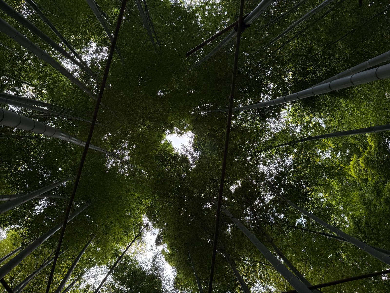 Бамбуковый лес