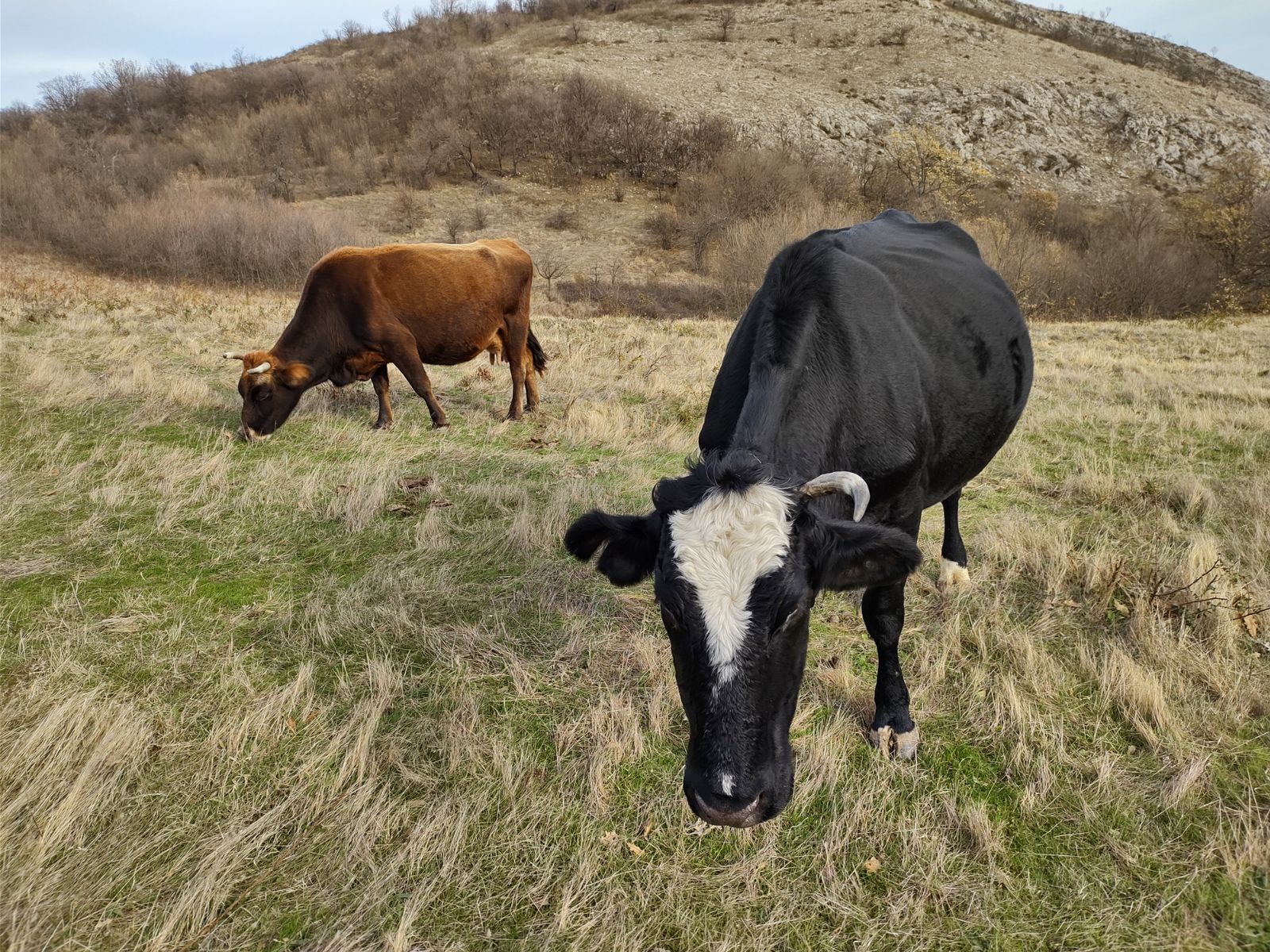 Коровы пасутся перед вершиной Уч-Кая